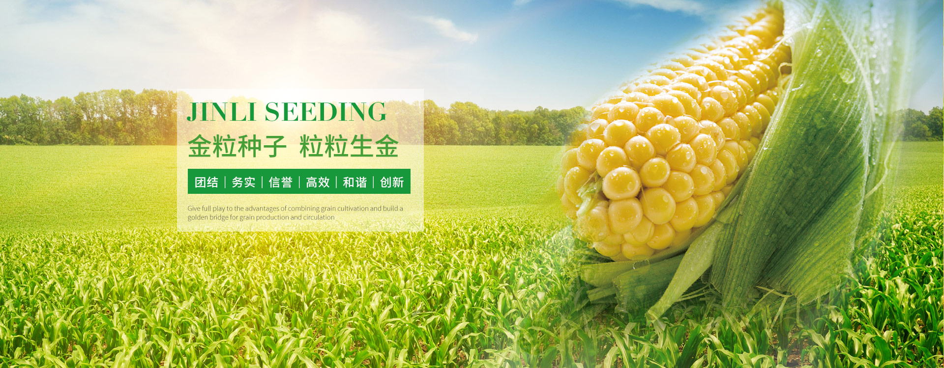 金粒種業(yè)